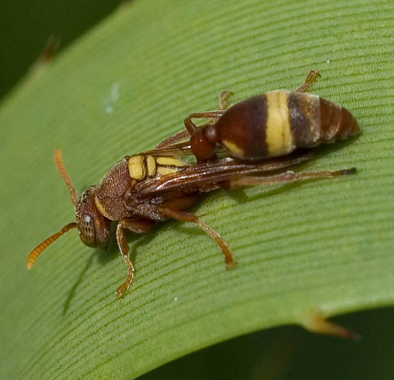 Aculeate Wasps : (Vespidae) Ropalidia impetuosa