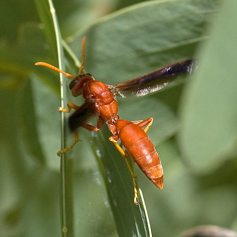 Aculeate Wasps : (Vespidae) Polistes schach