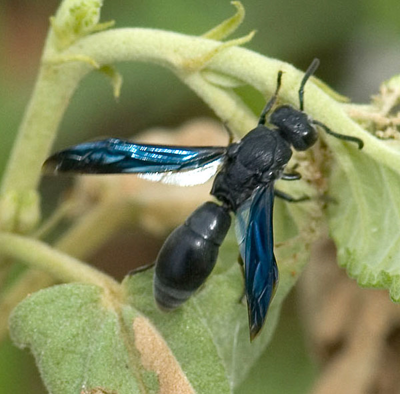Aculeate Wasps : (Vespidae) Acarodynerus dietrichianus