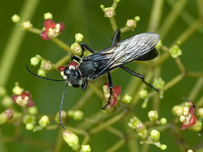 Aculeate Wasps : (Sphecidae) Prionyx globosus