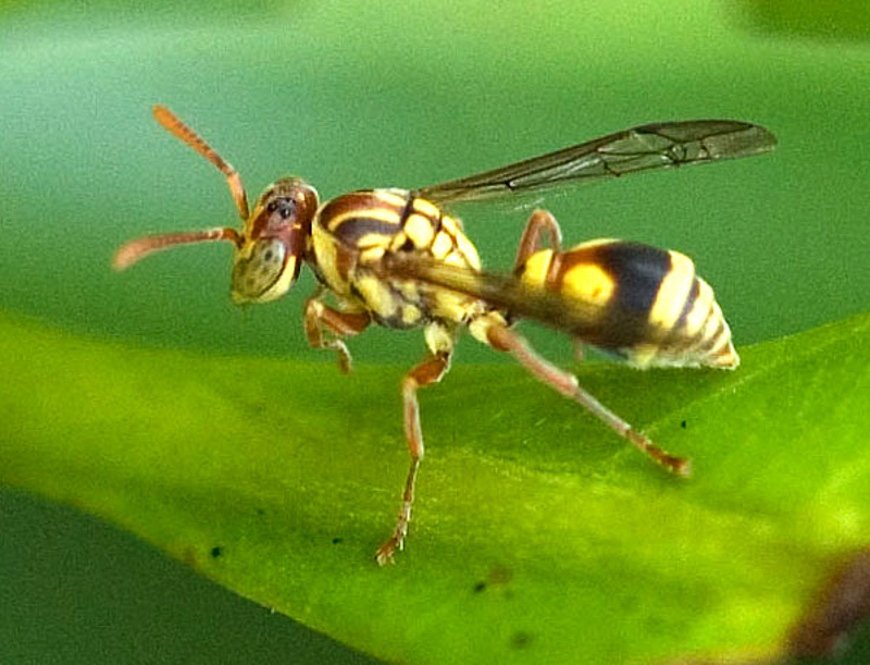Aculeate Wasps : (Vespidae) Ropalidia romandi
