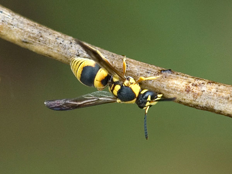 Aculeate Wasps : (Vespidae) Euodynerus succinctus