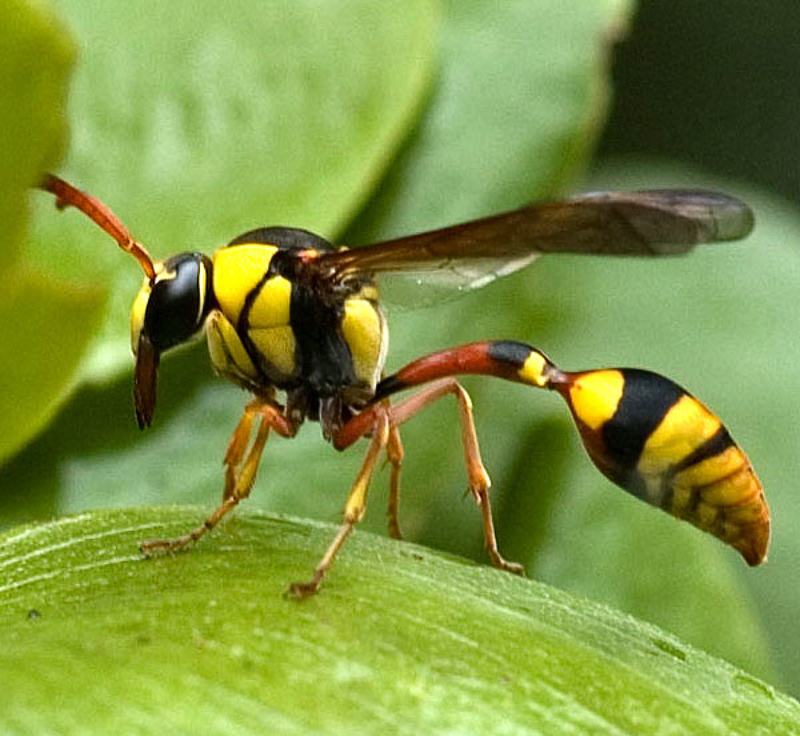 Aculeate Wasps : (Vespidae) Delta campaniforme