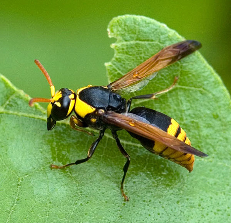 Aculeate Wasps : (Vespidae) Rhynchium superbum