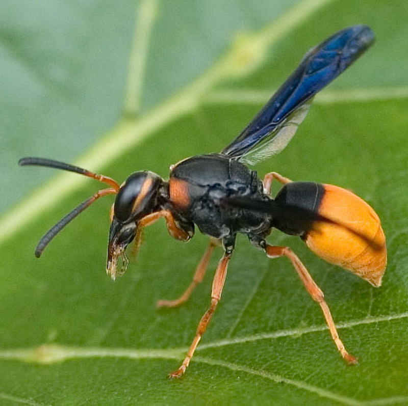 Aculeate Wasps : (Vespidae) Odynerus bicolor