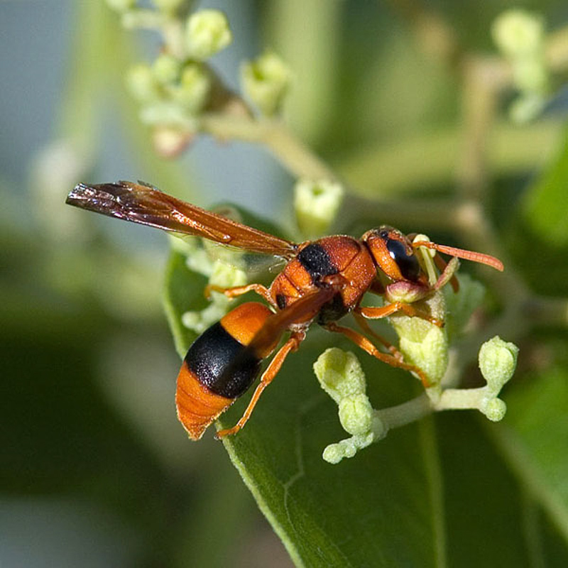 Aculeate Wasps : (Vespidae) Epiodynerus nigrocinctus