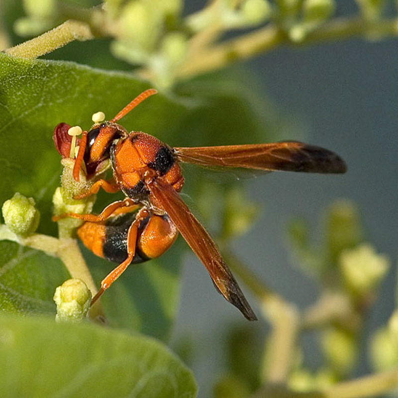 Aculeate Wasps : (Vespidae) Epiodynerus nigrocinctus
