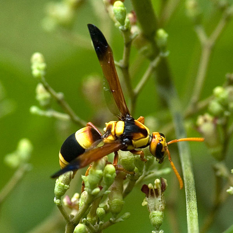 Aculeate Wasps : (Vespidae) Pseudabispa paragioides
