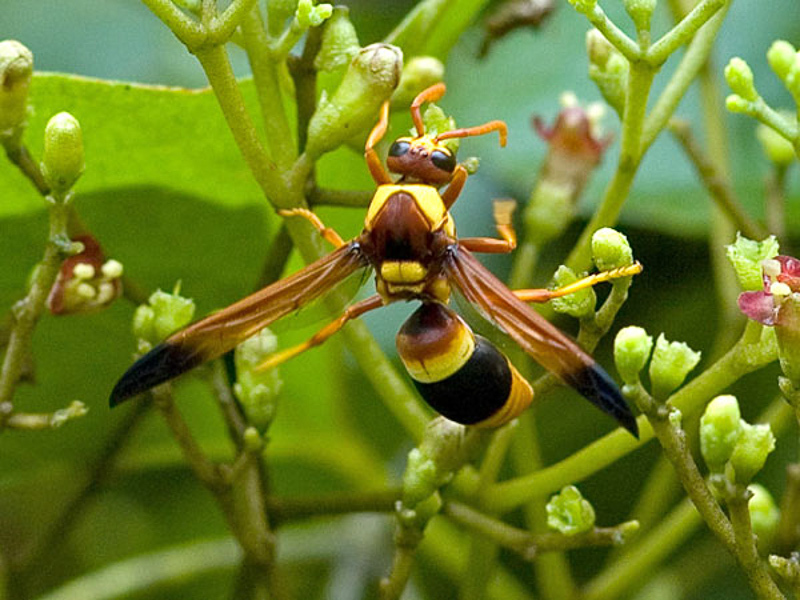 Aculeate Wasps : (Vespidae) Pseudabispa paragioides