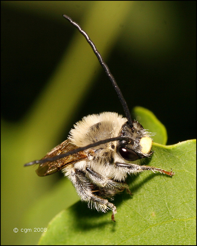 Bees : (Apidae) Eucera longicornis