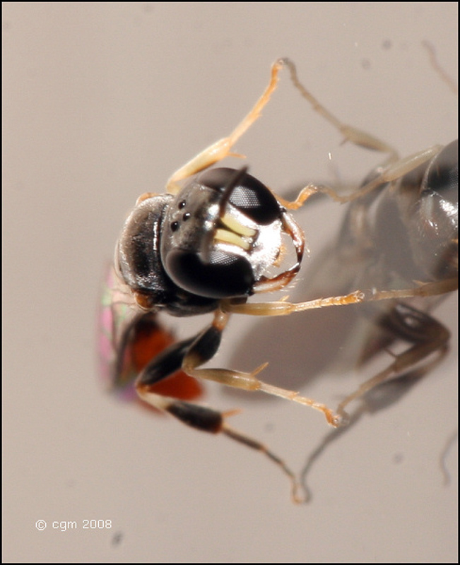 Aculeate Wasps : (Crabronidae) Rhopalum clavipes