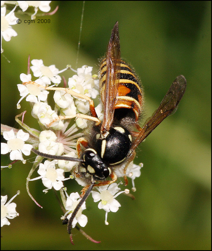 Aculeate Wasps : (Vespidae) Vespula rufa