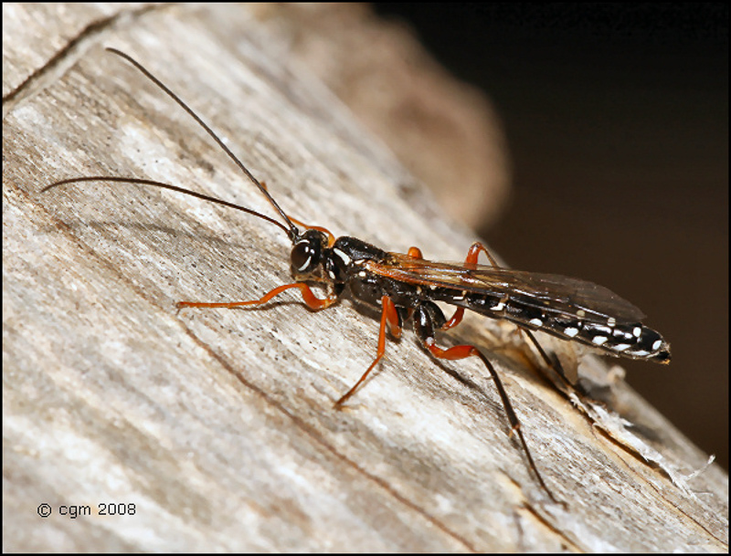 Ichneumonid and braconid wasps : (Ichneumonidae) Rhyssa persuasoria