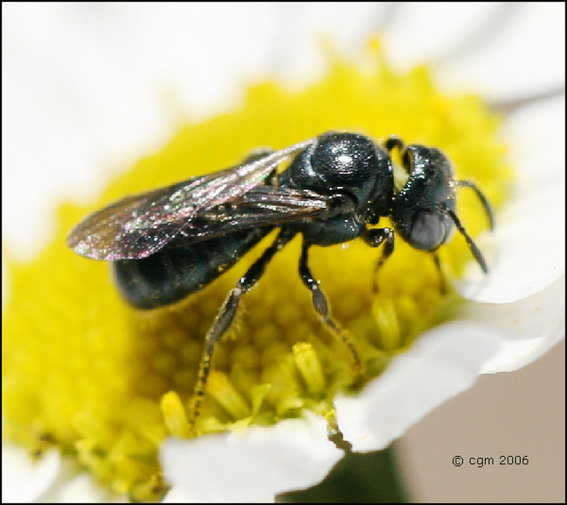 Bees : (Apidae) Ceratina cyanea