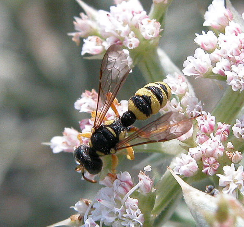 Aculeate Wasps : (Crabronidae) Cerceris sabulosa