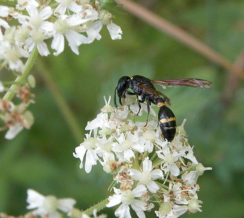 Aculeate Wasps : (Vespidae) Discoelius dufourii