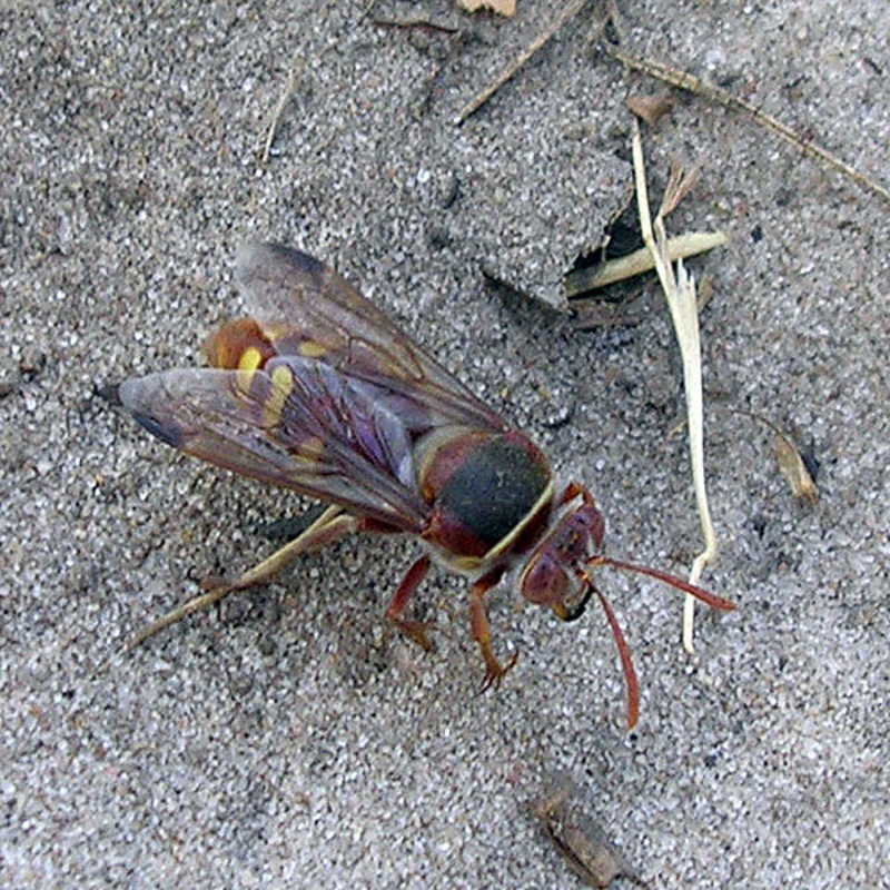 Aculeate Wasps : (Crabronidae) Bembecinus laterimacula