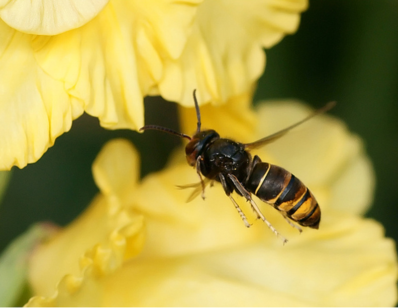 Aculeate Wasps : (Vespidae) Vespa velutina