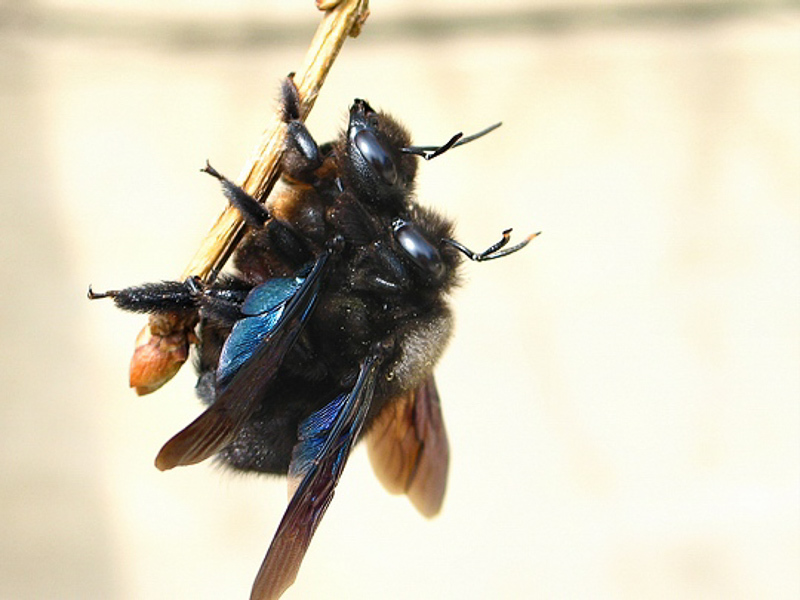 Bees : (Apidae) Xylocopa violacea