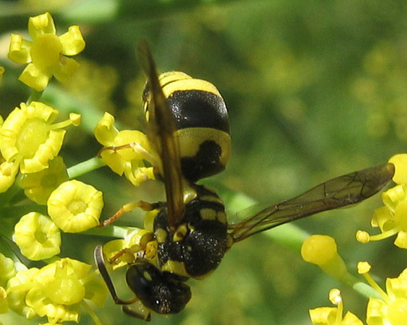 Aculeate Wasps : (Vespidae) Ancistrocerus auctus