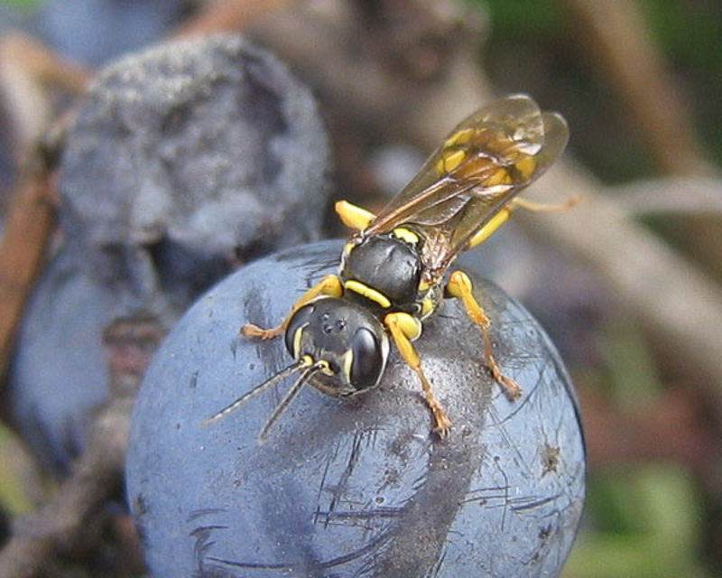 Aculeate Wasps : (Crabronidae) Mellinus arvensis