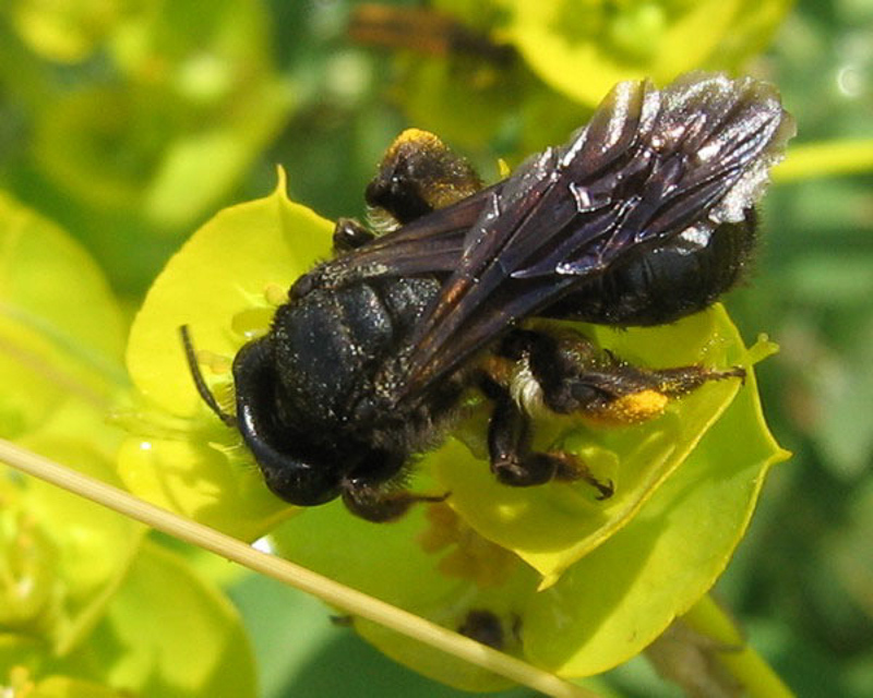 Bees : (Andrenidae) Andrena pilipes