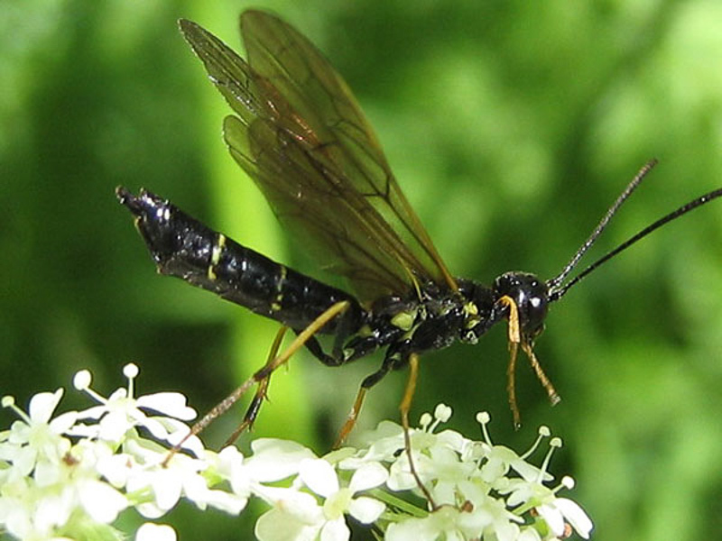 Sawflies and horntails : (Cephidae) Trachelus troglodyta