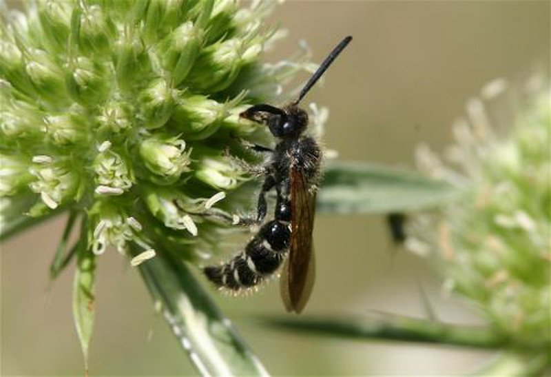 Aculeate Wasps : (Scoliidae) Colpa quinquecincta