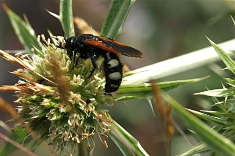 Aculeate Wasps : (Scoliidae) Scolia sexmaculata