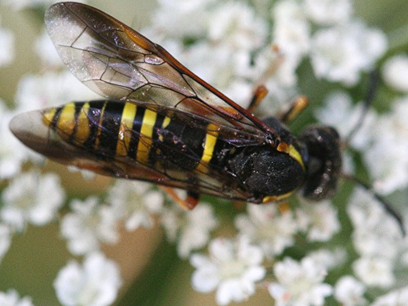 Sawflies and horntails : (Tenthredinidae) Tenthredo vespa