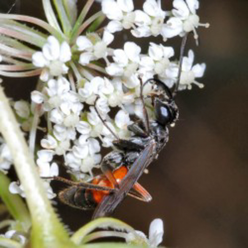Aculeate Wasps : (Pompilidae) Priocnemis agilis