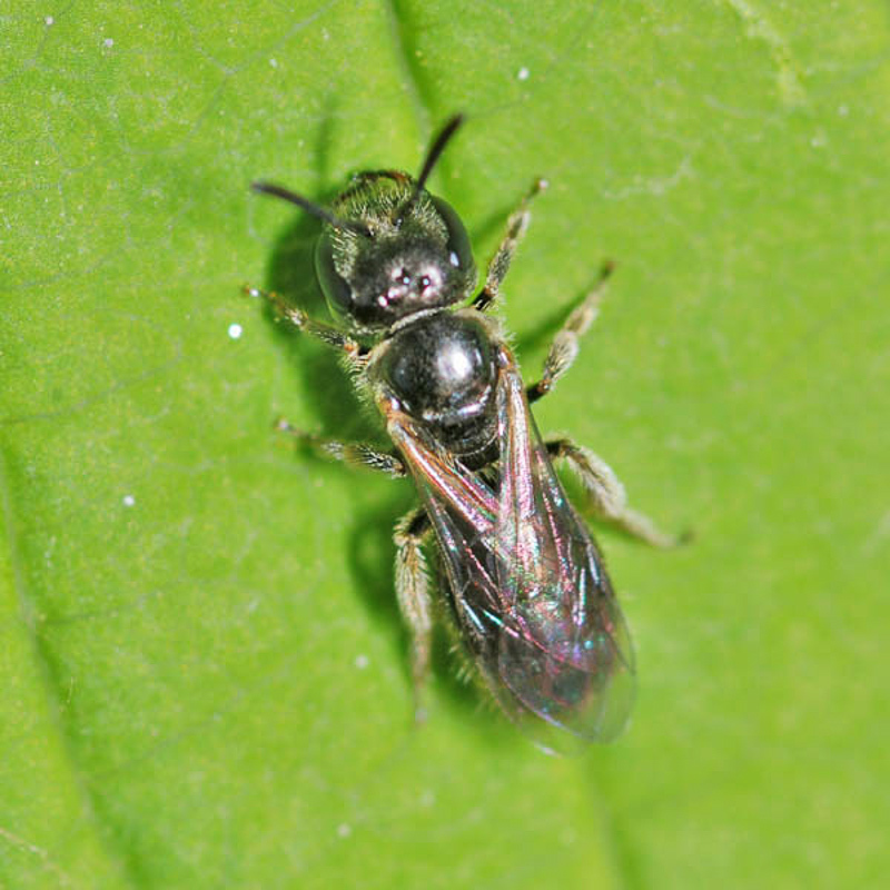 Bees : (Halictidae) Lasioglossum politum