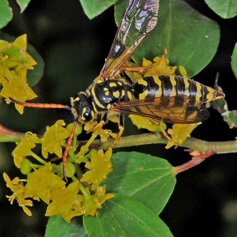 Aculeate Wasps : (Sapygidae) Polochrum repandum