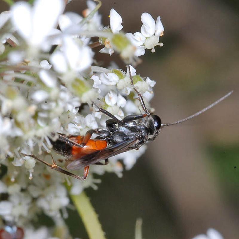 Aculeate Wasps : (Pompilidae) Priocnemis agilis