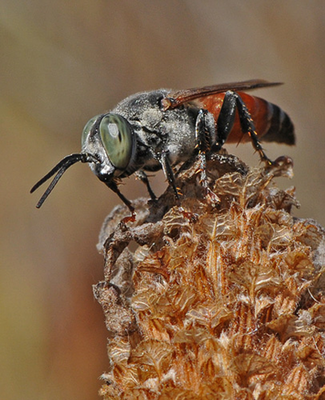 Aculeate Wasps : (Crabronidae) Tachytes freygessneri