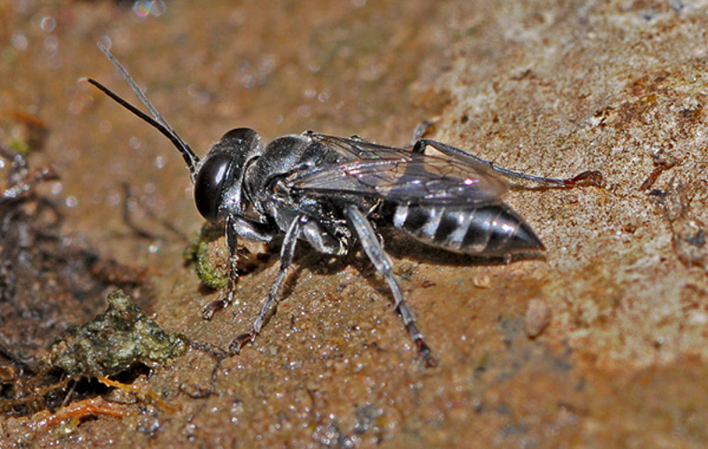 Aculeate Wasps : (Crabronidae) Tachysphex unicolor
