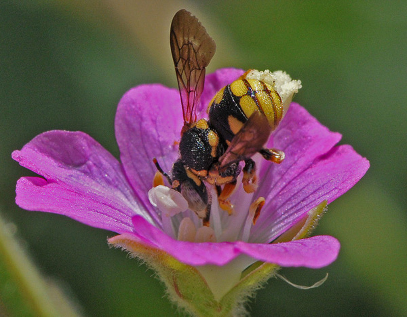 Bees : (Megachilidae) Anthidiellum breviusculum