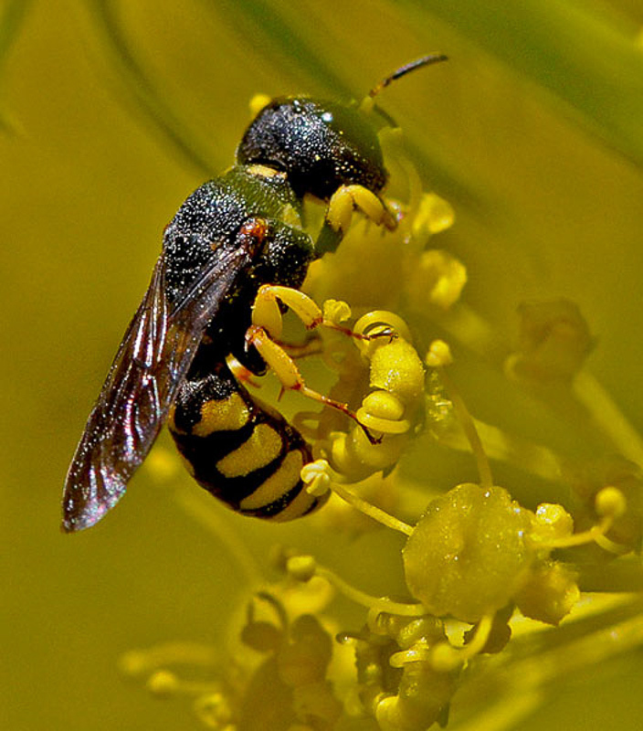 Aculeate Wasps : (Crabronidae) Lestica clypeata