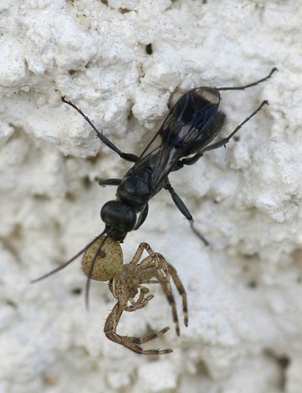 Aculeate Wasps : (Pompilidae) Priocnemis propinqua