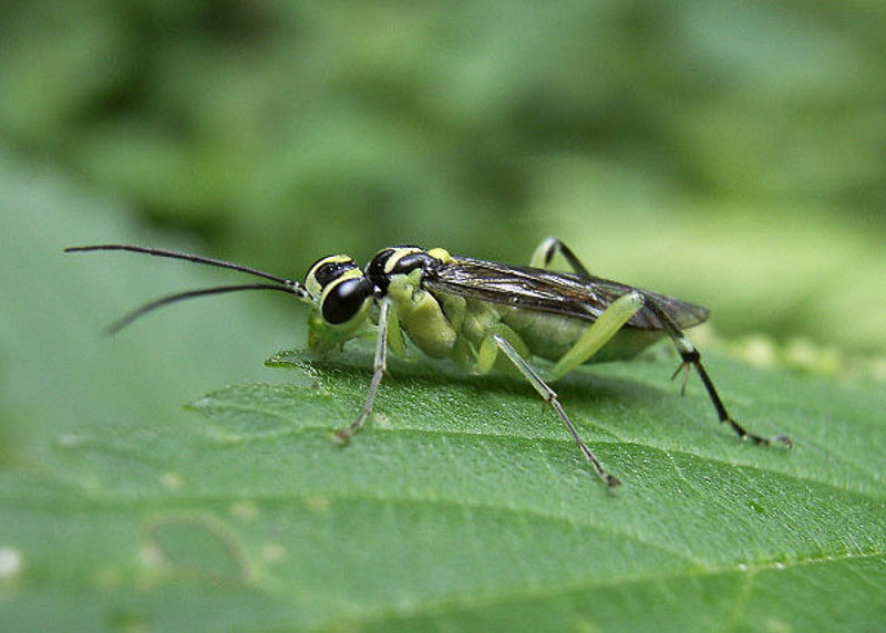 Sawflies and horntails : (Tenthredinidae) Pachyprotasis antennata