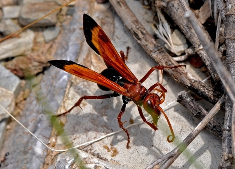 Aculeate Wasps : (Pompilidae) Cryptocheilus discolor