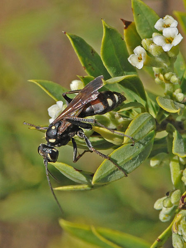 Aculeate Wasps : (Pompilidae) Cryptocheilus egregius