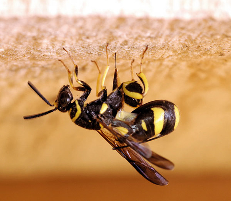 Chalcid wasps : (Leucospidae) Leucospis dorsigera