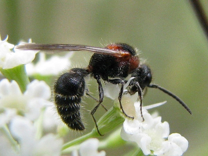 Aculeate Wasps : (Mutillidae) Smicromyrme sicana