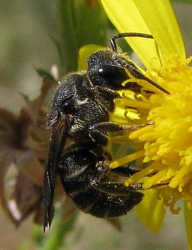 Bees : (Megachilidae) Stelis punctulatissima