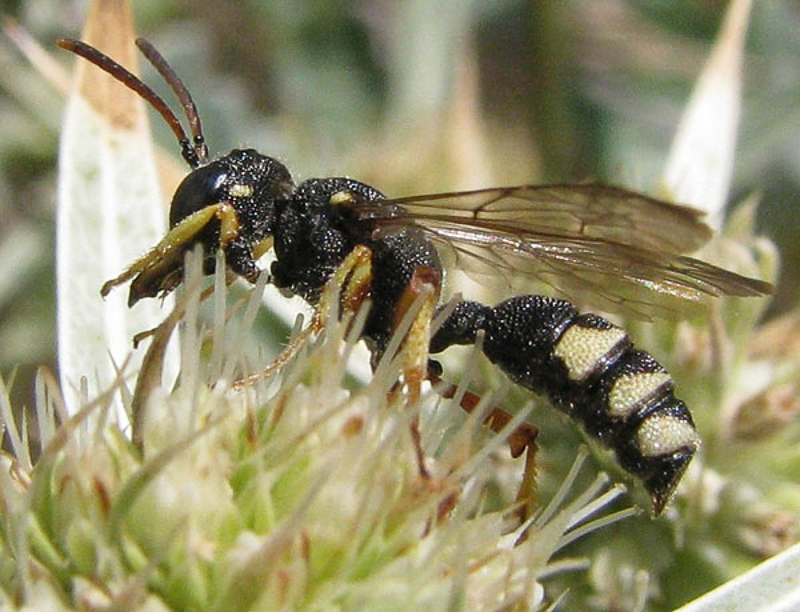 Aculeate Wasps : (Crabronidae) Cerceris circularis
