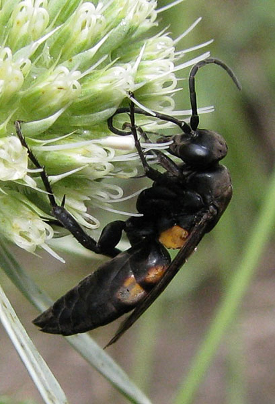 Aculeate Wasps : (Pompilidae) Eoferreola rhombica