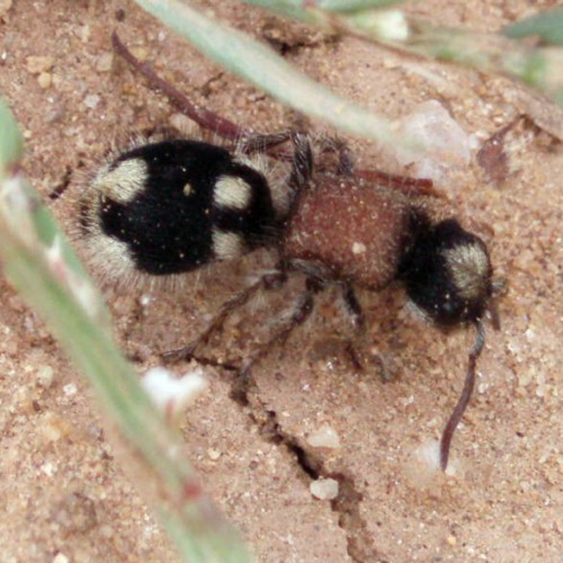Aculeate Wasps : (Mutillidae) Ronisia barbarula