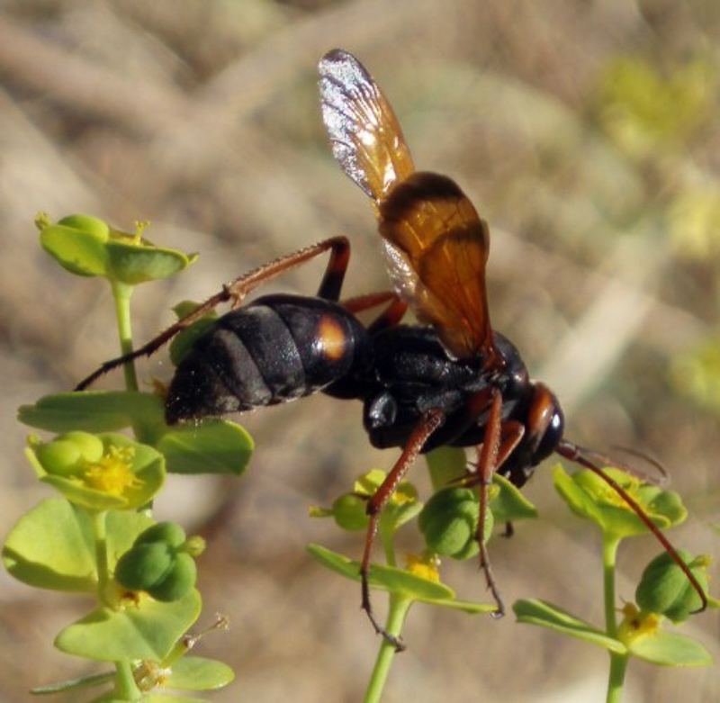 Aculeate Wasps : (Pompilidae) Cryptocheilus octomaculatus