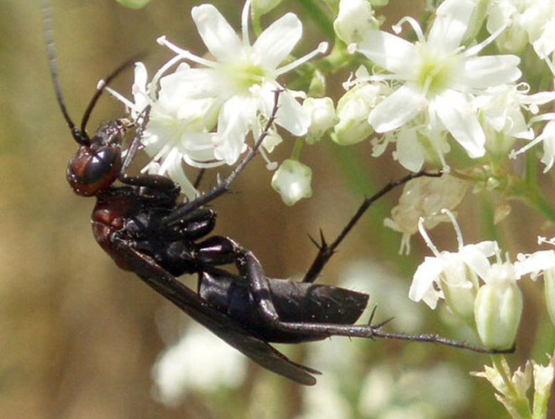 Aculeate Wasps : (Pompilidae) Agenioideus ruficeps